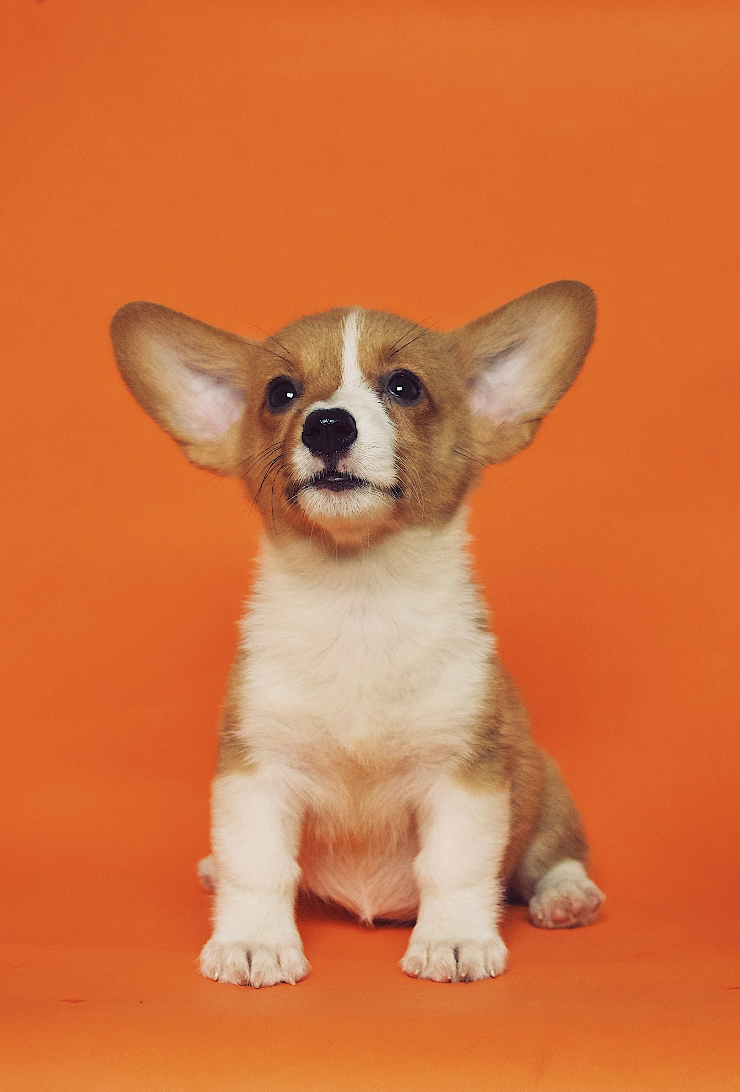 Beneficios del entrenamiento positivo para perros