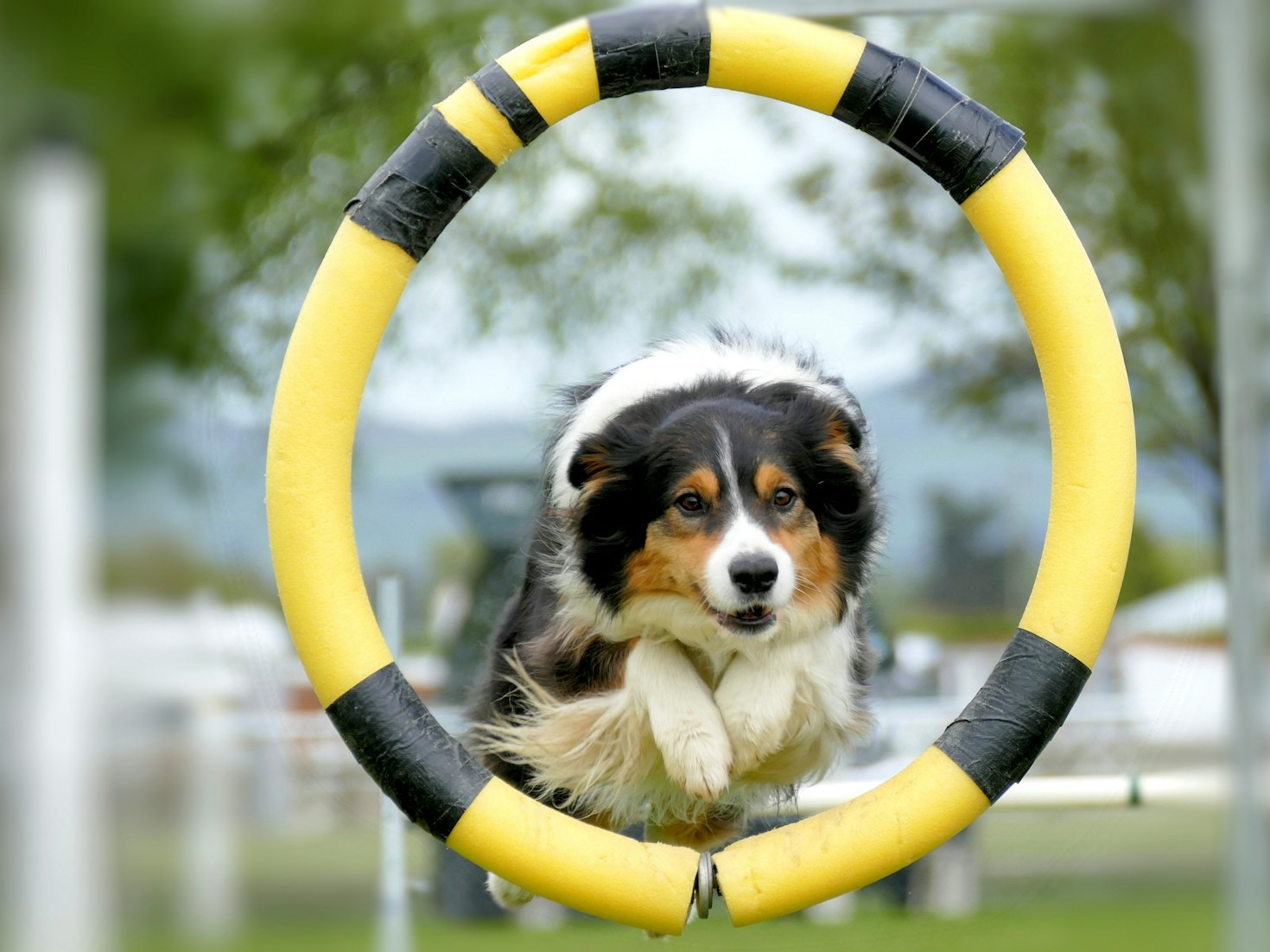 Entrenamiento canino en la Riviera Maya: lo que necesitas saber